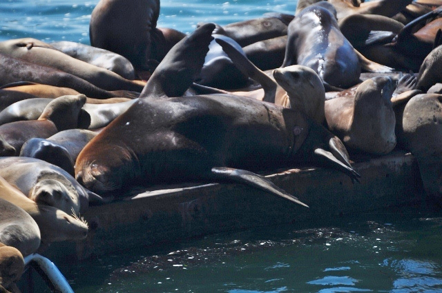 Moss Landing harbor seals